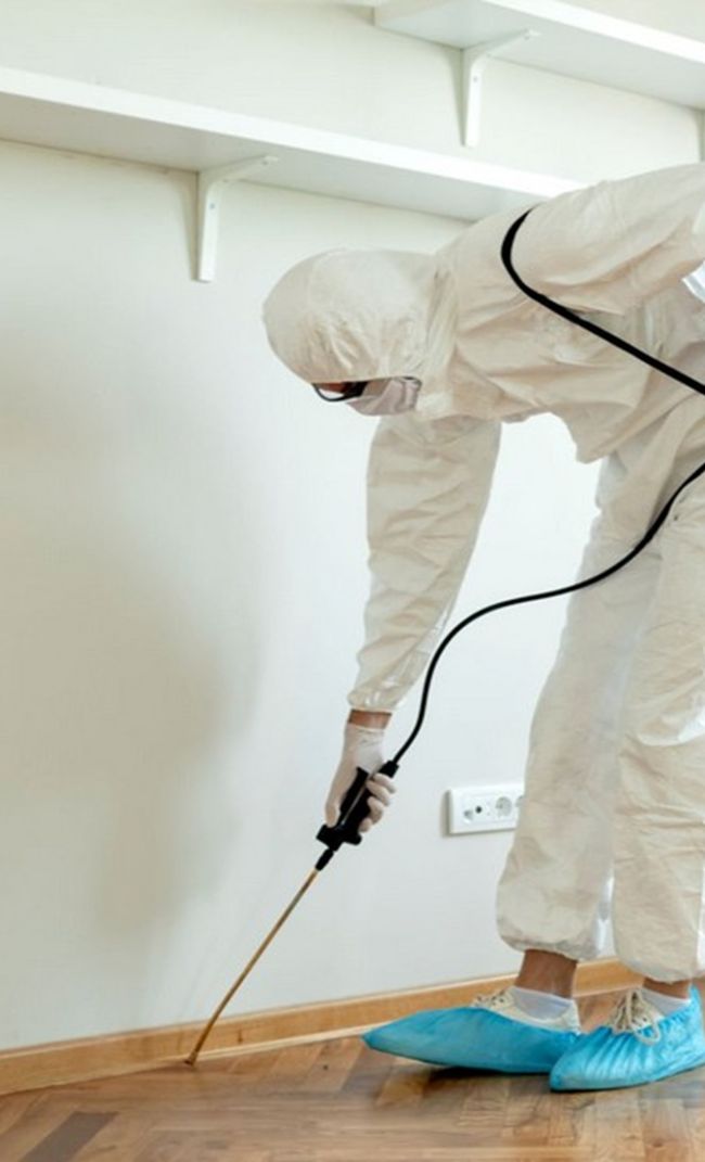 dedetizadora em Ribeirão Preto