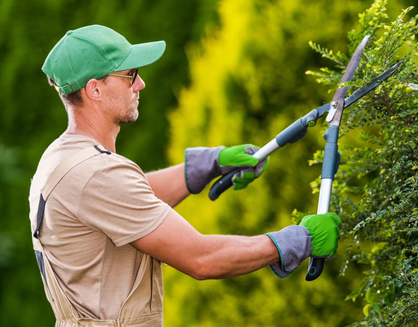 Como Cuidar de Plantas em Ribeirão Preto: 4 Passos Simples Andre Menezes