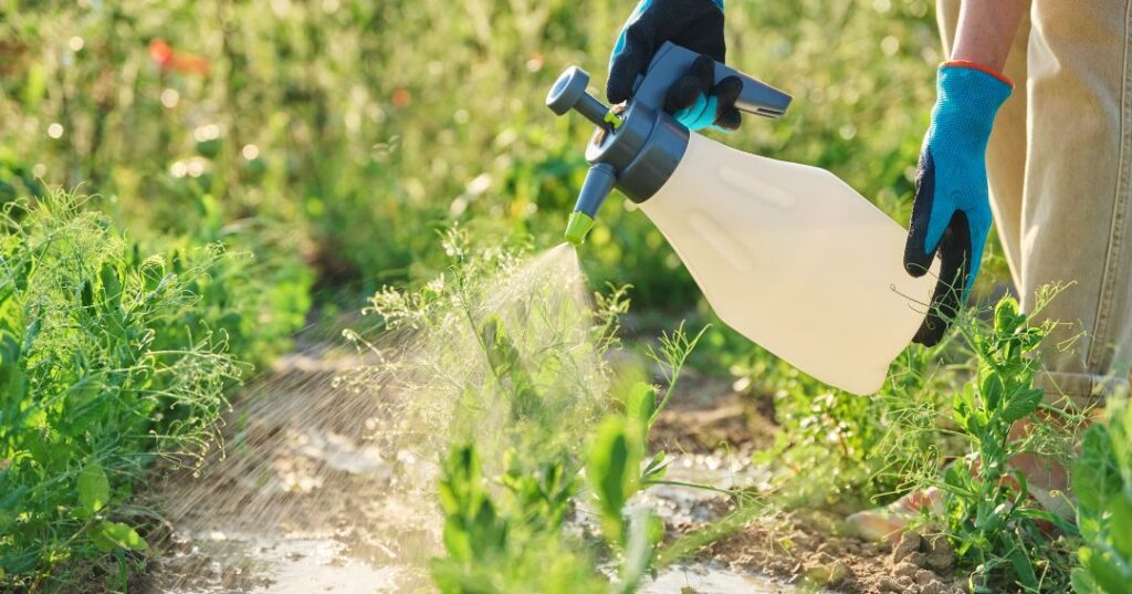 controle de pragas em Ribeirão Preto