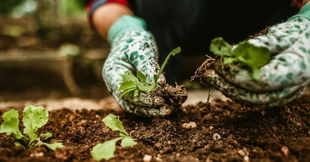 manutenção de jardins em Ribeirão Preto