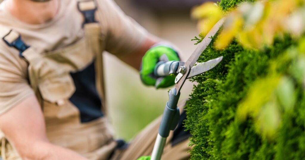 poda e plantio em Ribeirão Preto